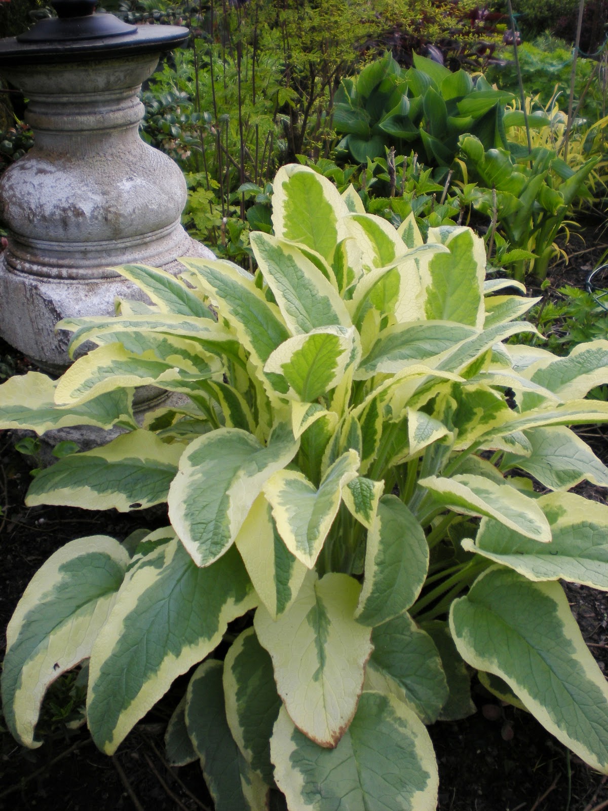 Gardening With Grace: Favorite Plants--Foliage