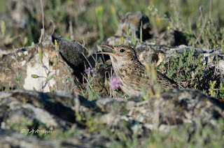 Alondra ricoti, Alondra de Dupont, Chersophilus duponti, Dupont's Lark 