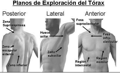 Regiões do corpo humano anatomia