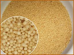 como cocinar el amaranto en grano beneficios para la salud de las semillas y hojas de como cocinar el amaranto en grano beneficios para la salud de las semillas y hojas de