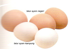Nadirah Farhana Blog Kenapa Telur Warna Putih