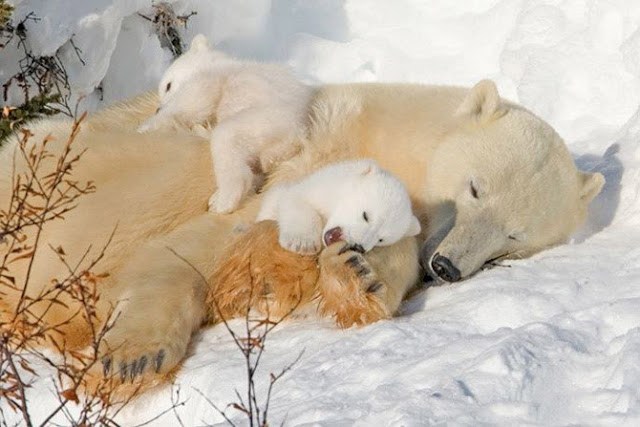 animals in snow, adorable animals in snow, animals playing in the snow, wonderful pictures of animals
