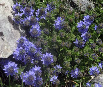 Veronica Orsiniana (Veronica Austriaca)