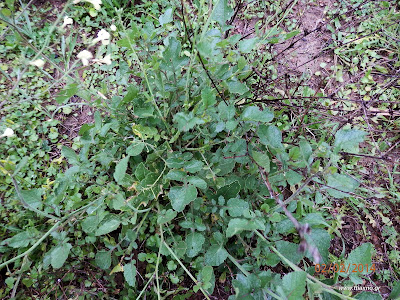 Σιναπόβρουβα-Brassica nigra L.