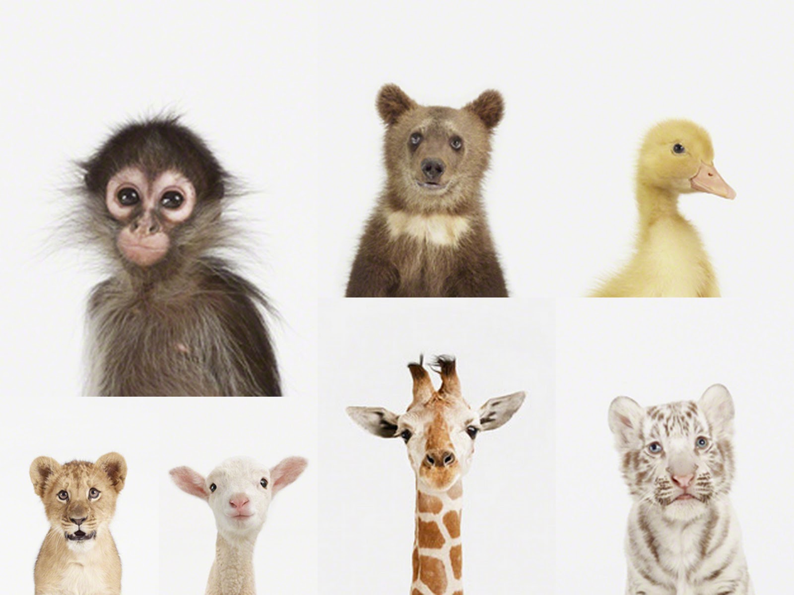 another donkey design The Animal Print Shop even more awwww worthy