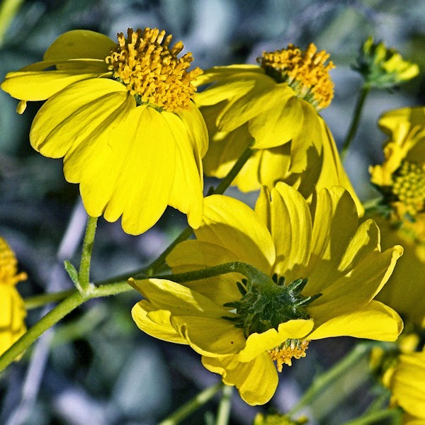 Other Homes and Gardens March 2015 Wildflowers