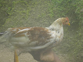 pollo canaguey