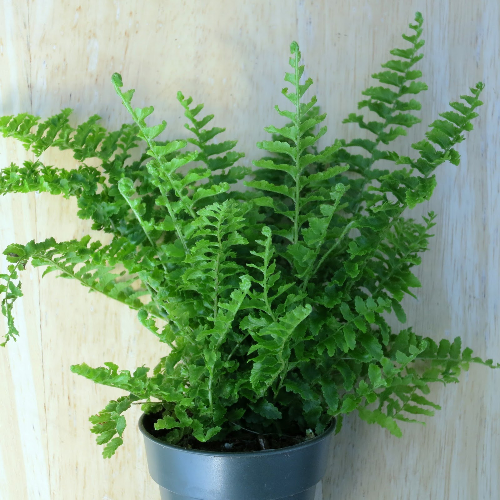 Gary�s Specialty Plants �Fluffy Ruffle� Fern �Mini
