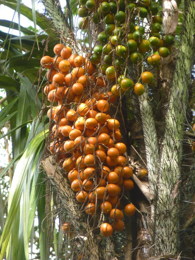 Flights and Everything Guyana: Guyana Fruits