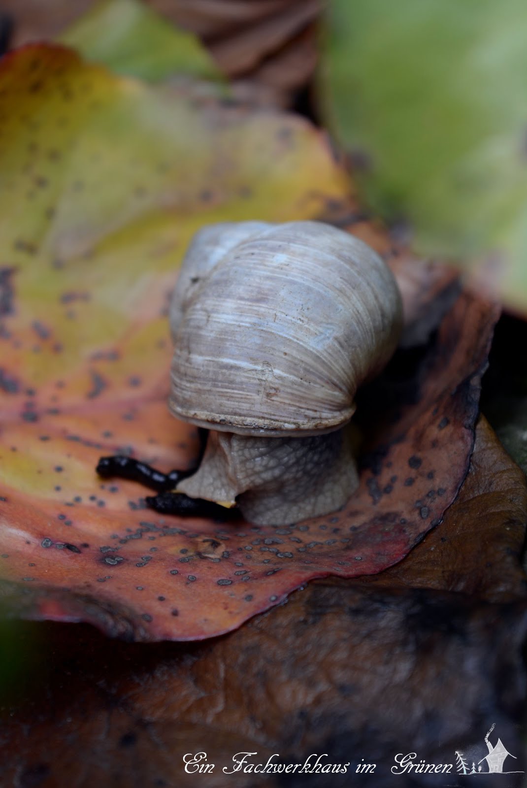 Schnecken im Garten Ein Fachwerkhaus im Grünen