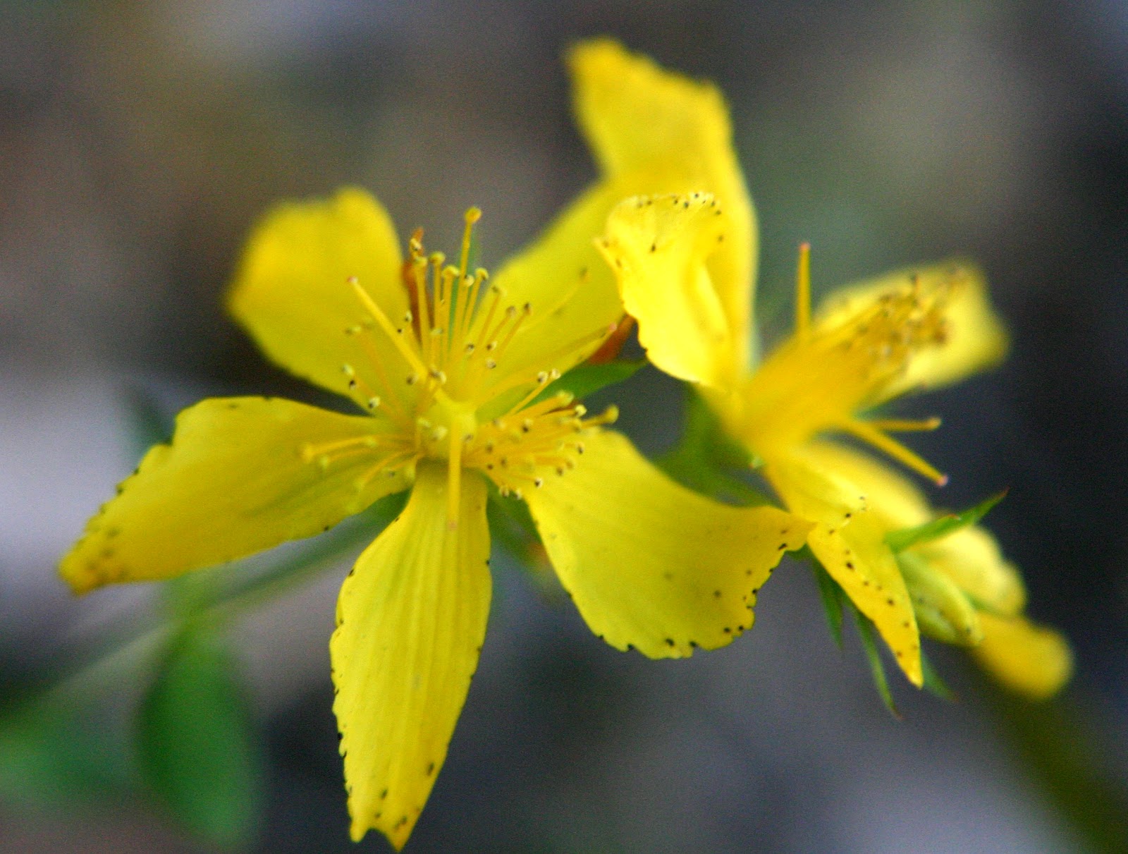 What does St. John’s Wort mean? SJWMS