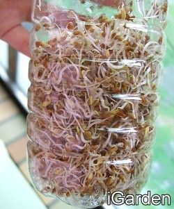 一罐苜蓿芽diy 自己種 園藝部落格 Igarden 花寶愛花園園藝文摘plus