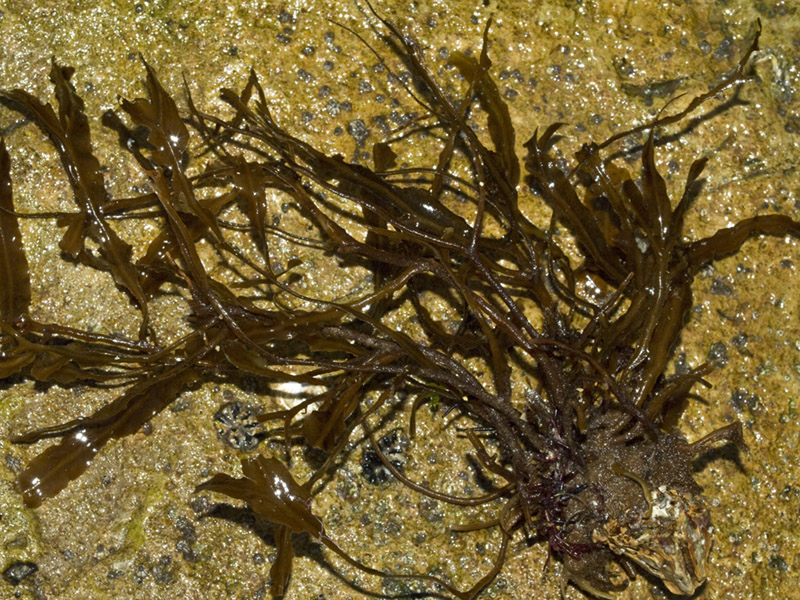 Paseos por la naturaleza Dictyopteris polypodioides