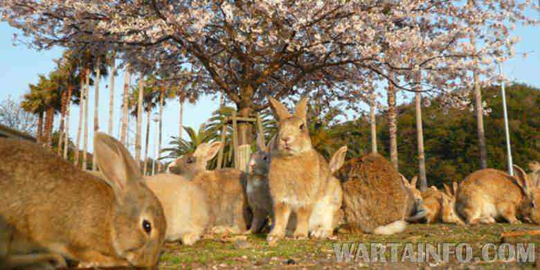 pulau+kelinci Pulau Okunoshima, Pulaunya Pencinta Kelinci