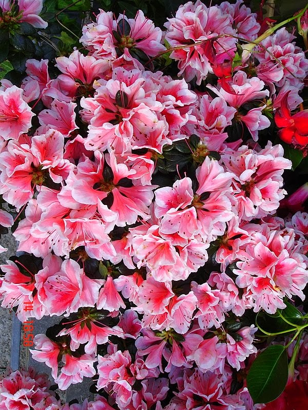 AZALEA