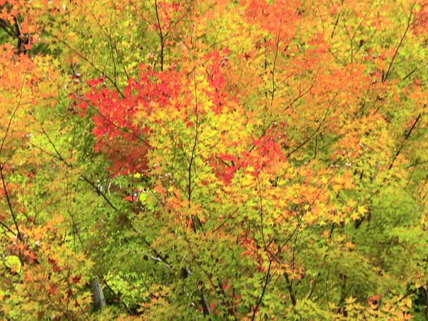 新着情報 人生いろどり のロケ地になった上勝町 殿川内渓谷紅葉