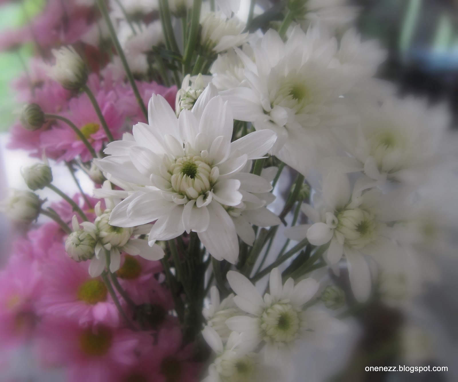 Onenezz Meaning of Chrysanthemum