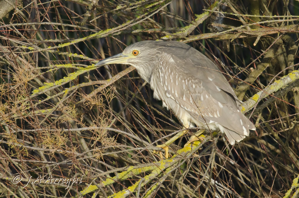 Martinete, Nycticorax nycticorax, Black-crowned Night Heron Martinete, Nycticorax nycticorax, Black-crowned Night Heron