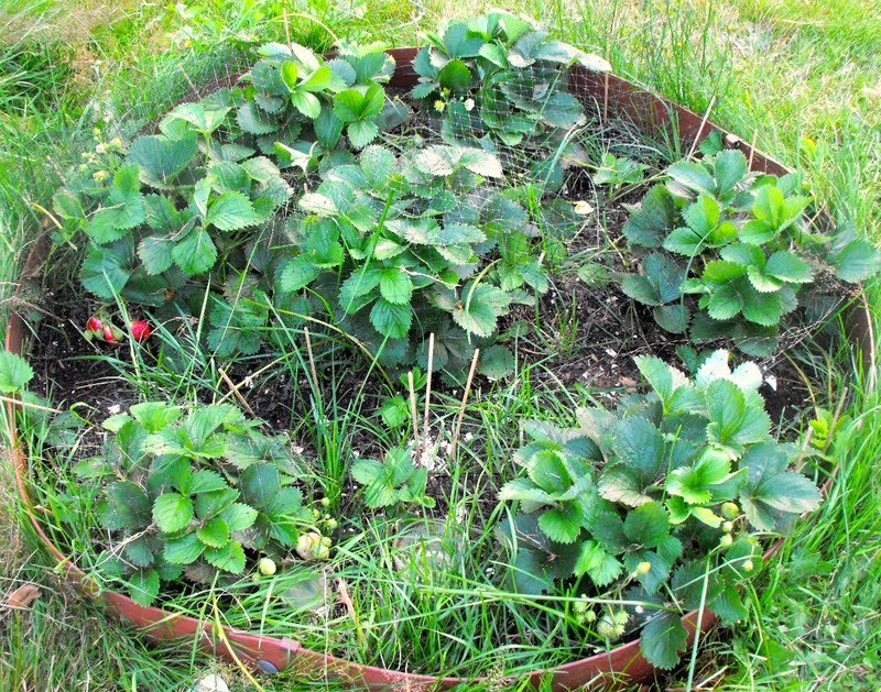 Strawberry Plants Runners