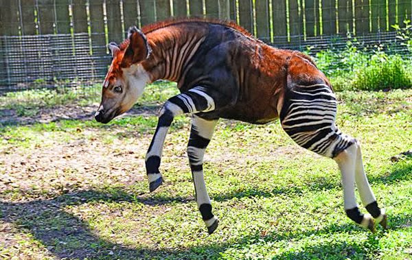 Animals You May Not Have Known Existed - Okapi