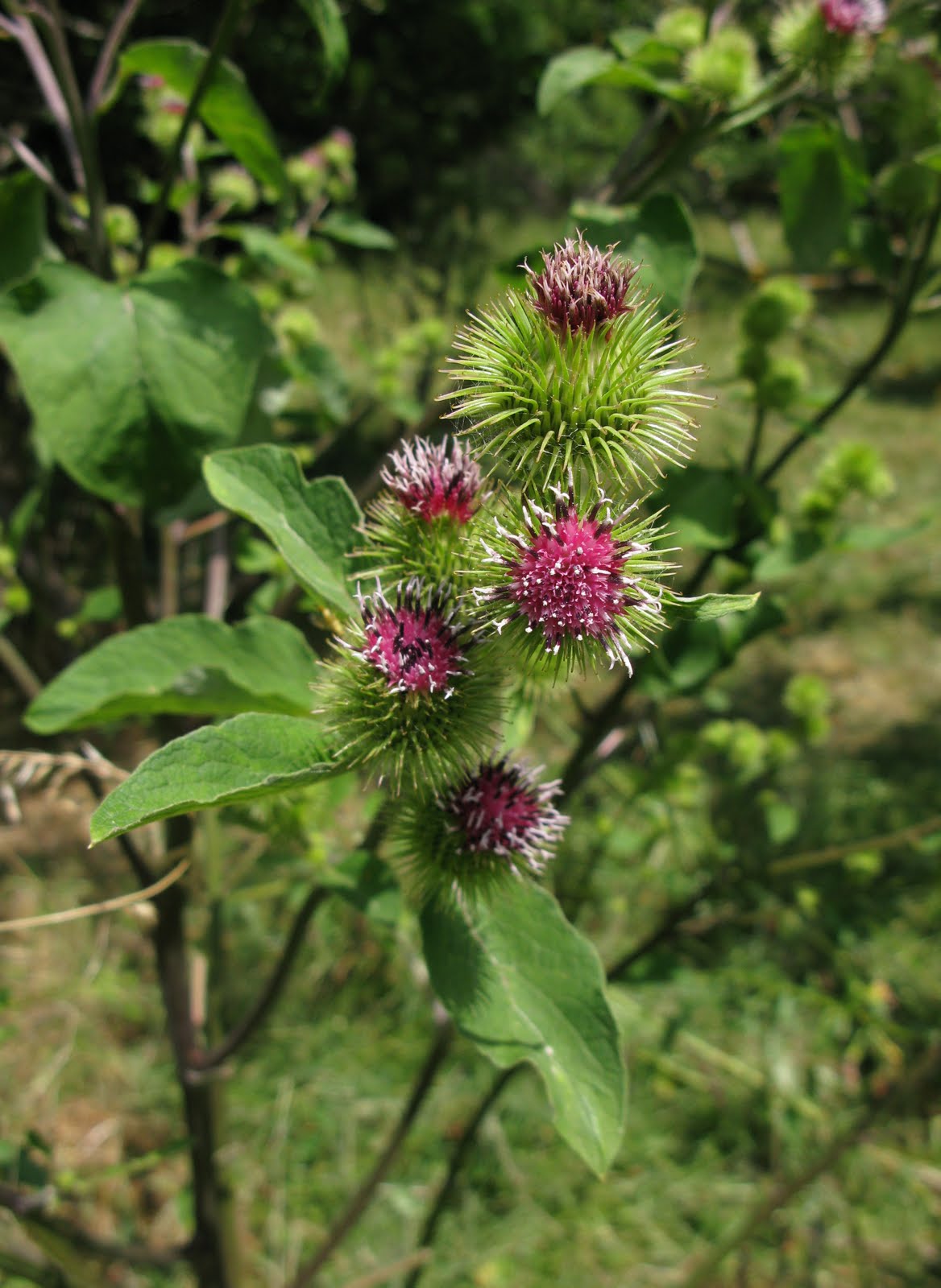 Flores y Palabras Bardana