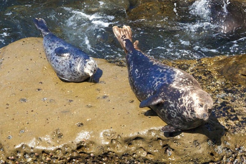 18. A seal and her pup enjoying the sun. - 30 Animals With Their Adorable Mini-Me Counterparts