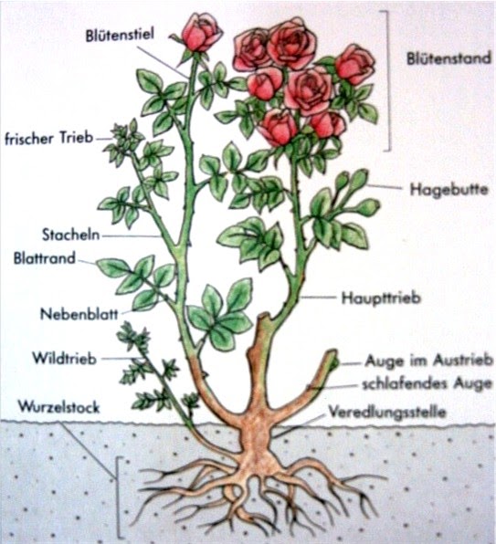 Waltis Sunnehüsli Rosen richtig schneiden!