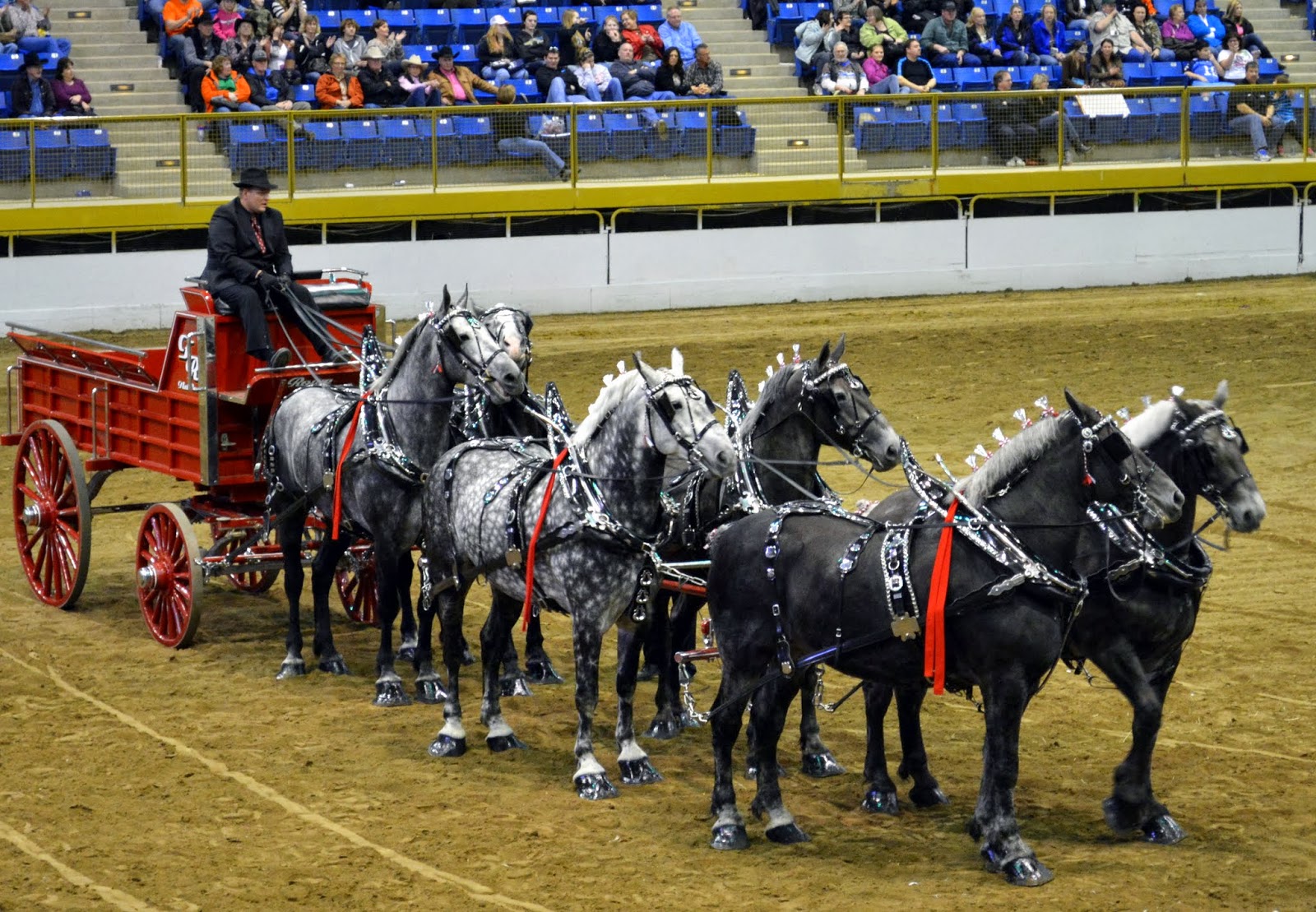 Mille Fiori Favoriti Draft Horse Show at the National Western Stock