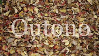 Outono em Texturas folhas Outono em Texturas folhas