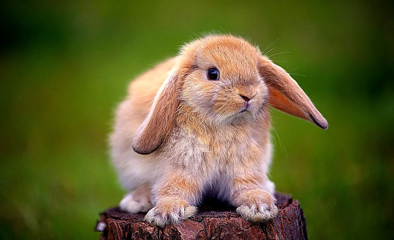 Rabbit Wallpapers Background