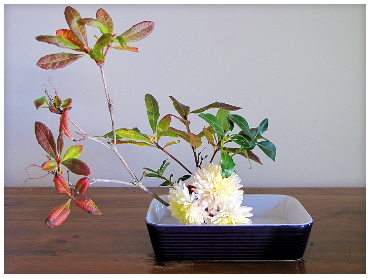 Camellia Rose May flowers