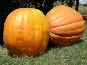 Growing Atlantic Giant Pumpkins