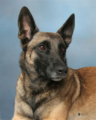 Belgian Malinois Dog Herding