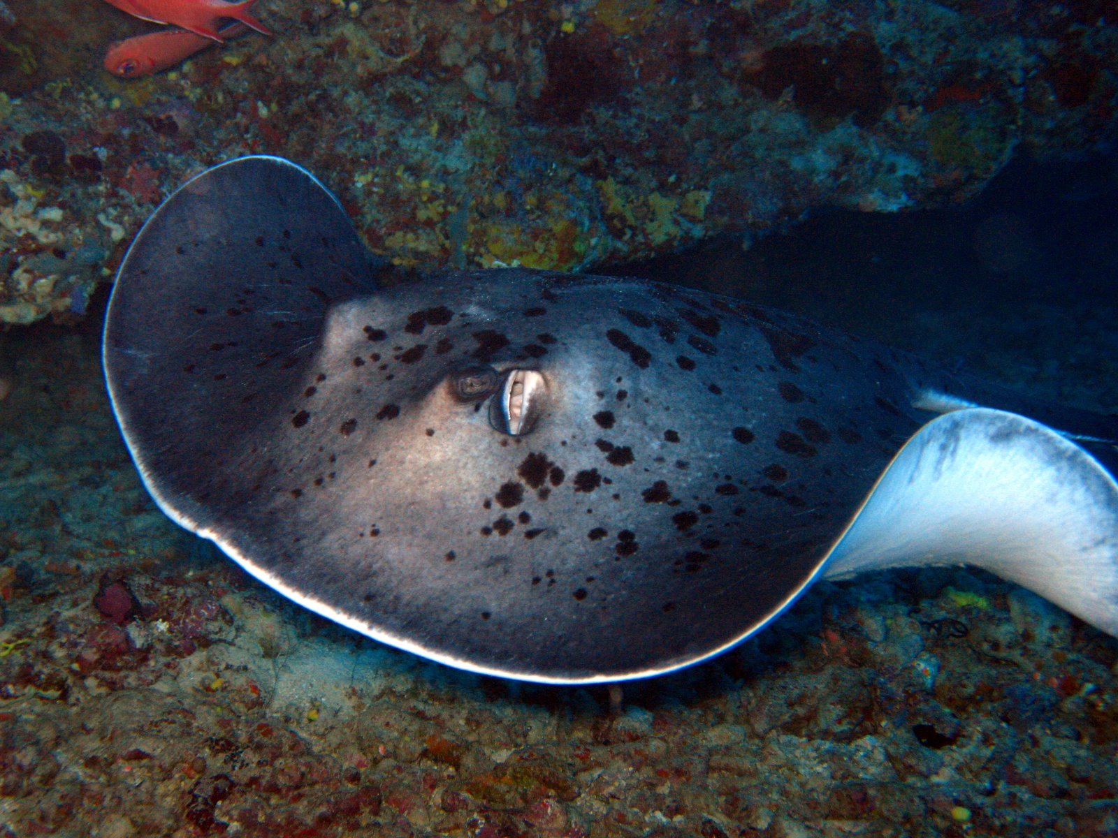 roberto piazza immersioni nel mondo Taeniura melanospilos,Trigone a
