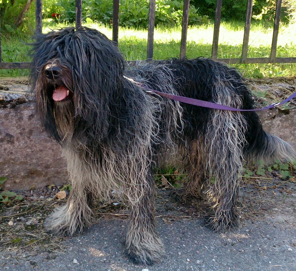Schapendoes ramlar i sjön, löper snart och testar gpra HUNDLYCKA
