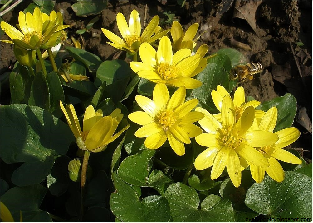 Агана - Желтые цветы - 41 фото