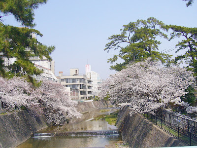 兵庫県・夙川公園 桜のお花見ウォーキング