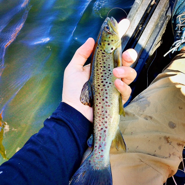 MAN POWERED FISHING Smoked Trout Recipe using the Big Green Egg