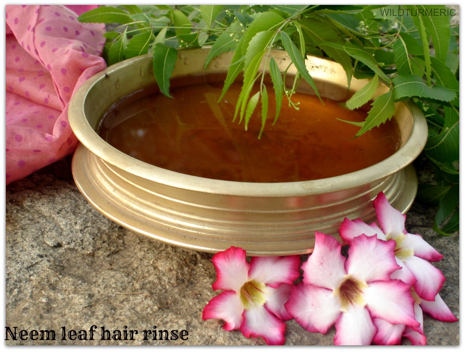 Benefits & Uses of Neem Leaves For Hair Neem Leaf Hair Rinse Wildturmeric