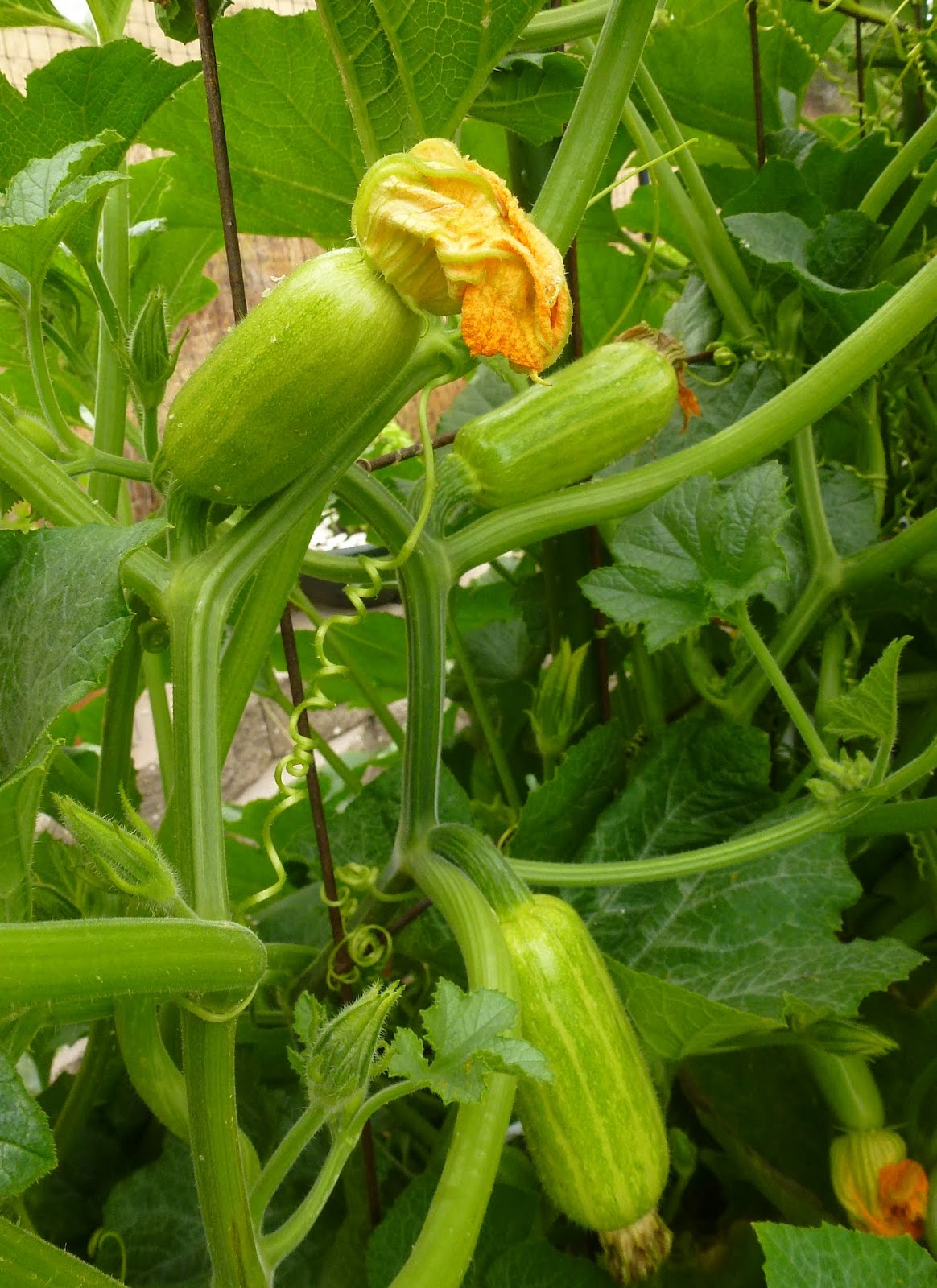 From Seed To Table Squash Progress Report