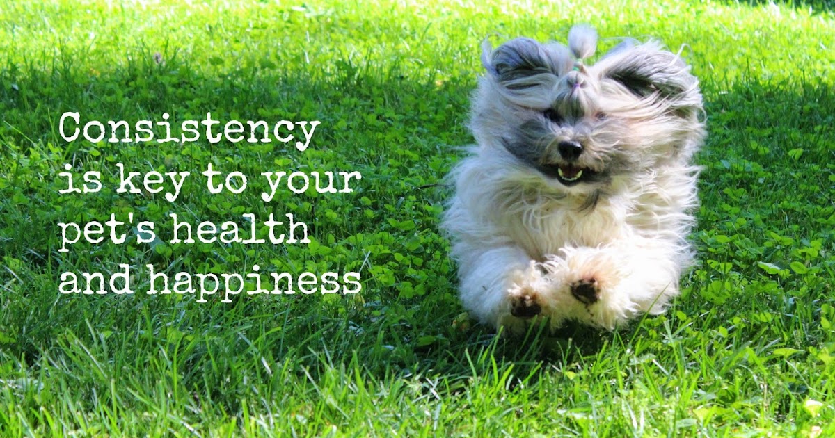 To Dog With Love Consistency The Key to PerfectWeight