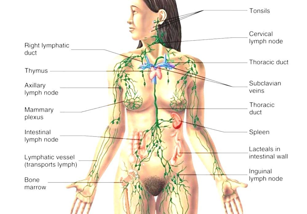 Lymph Node - Lymph Nodes In Human Body