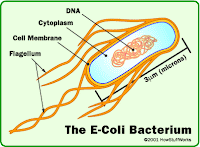 Bệnh tiêu chảy trên heo do vi khuẩn E. coli.