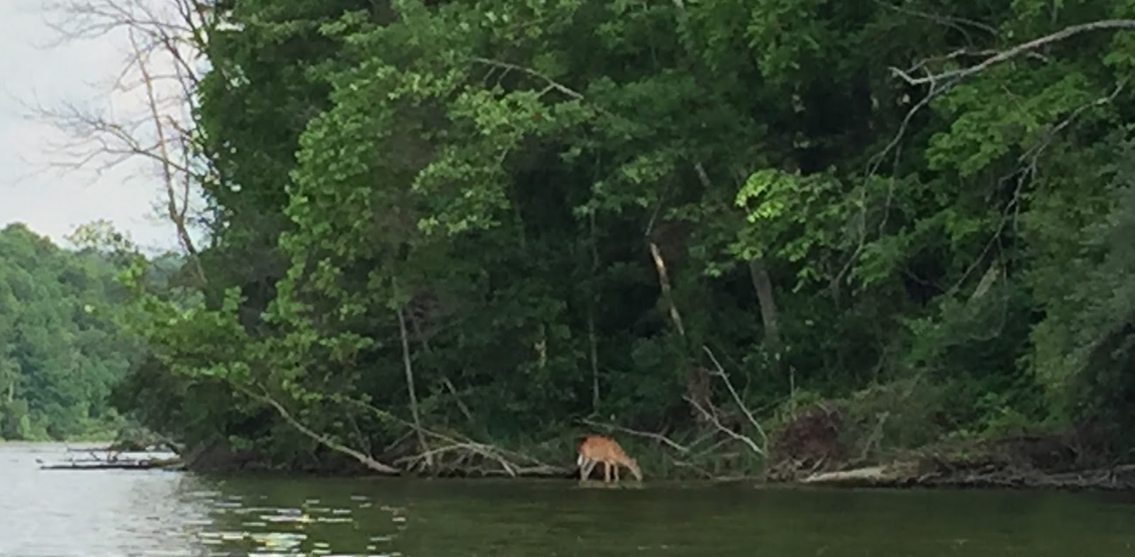 Kayaking Across Ohio Piedmont Lake Feels Like You Are Miles From