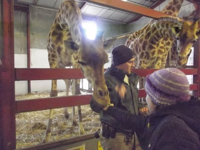 Hand feeding giraffes