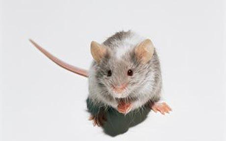 Photo Mouse