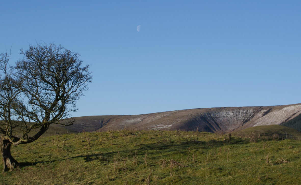 Arbor Edge Plastic Round Tree Ring Arbor Tool Galleries
