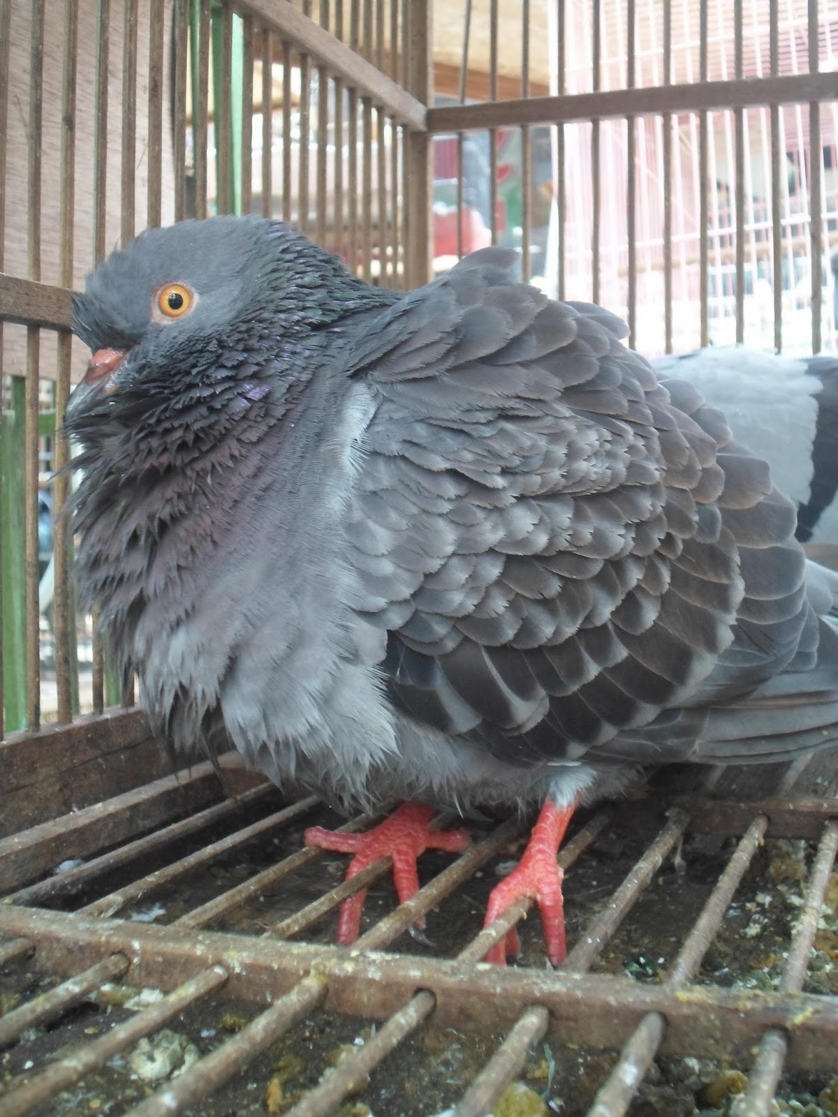 Khazanah Pengetahuan Biologi LAPORAN OBSERVASI LAPANGAN