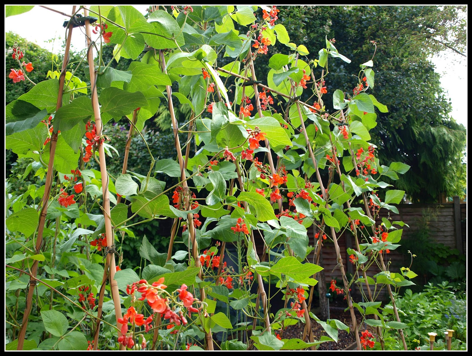 Mark's Veg Plot We have Runners...
