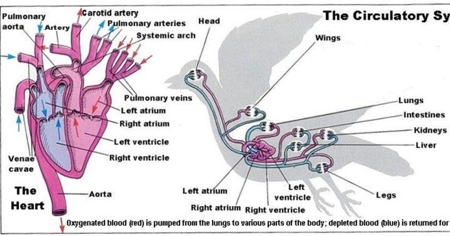 sEMUAnya ada di SiNi SISTEM PEREDARAN DARAH PADA AVES